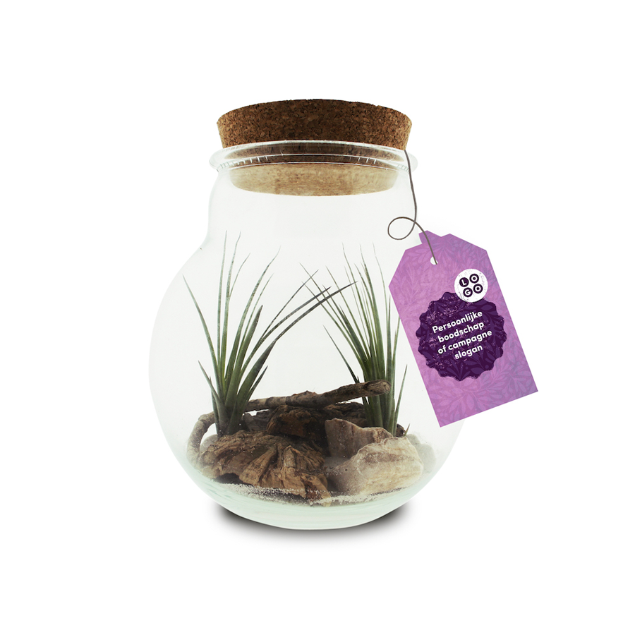 Airplant large
