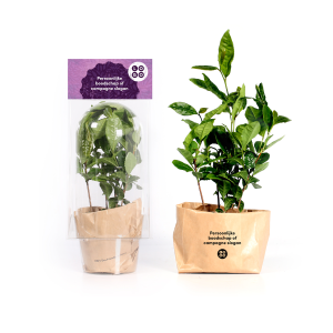 Theeplant met logo en boodschap
