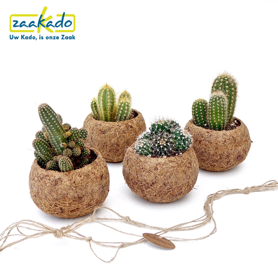 kokodama-plantenpot-hanger-kamerplant-duurzaam-relatiegeschenk-kado-natuurlijk-groen-cadeau-ecologisch-verantwoord-gepersonaliseerde-verpakking-handgemaakt-zaakado-rotterdam kokodama-plantenpot-hanger-kamerplant-duurzaam-relatiegeschenk-kado-natuurlijk-groen-cadeau-ecologisch-verantwoord-gepersonaliseerde-verpakking-handgemaakt-zaakado-rotterdam