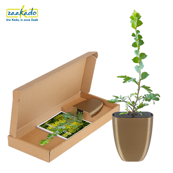 olijfboom-per-post-theeplant-koffieplant Olijfboom per post