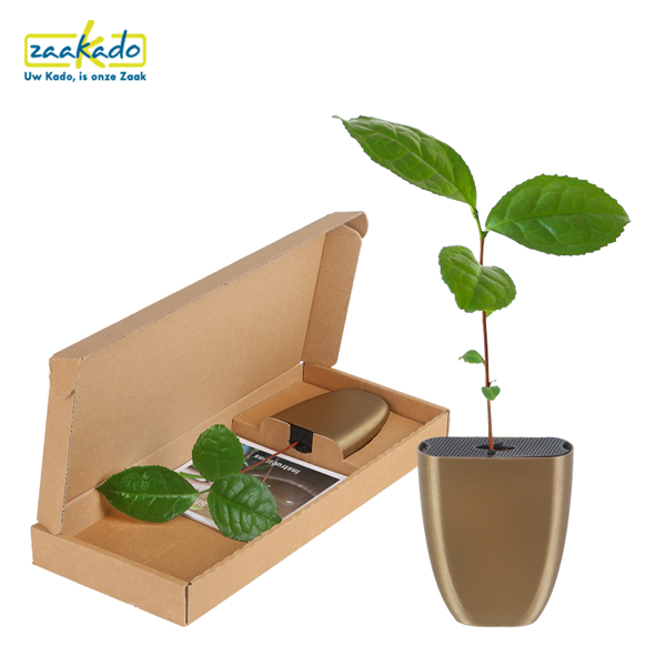 olijfboom-per-post-theeplant-thee-plant Olijfboom per post