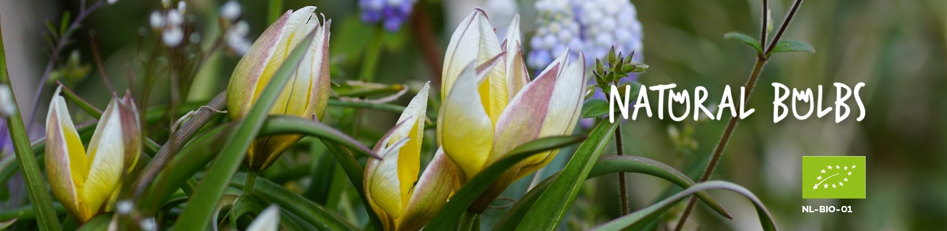 Natural Bulbs