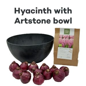 Biologische Hyacint Fondant met Artstone schaal