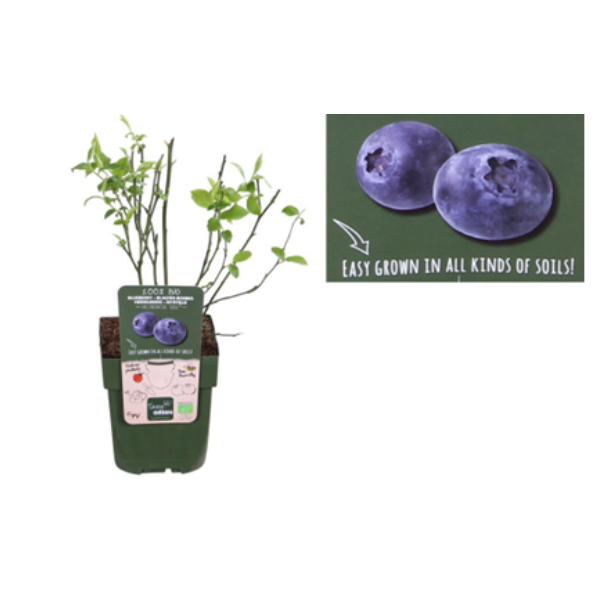 Blauwe bes struik - biologisch 2