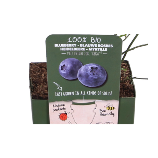 Blauwe bes struik - biologisch 3