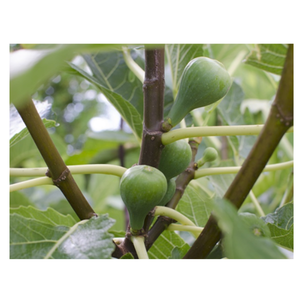 Vijgenboom - biologisch 3